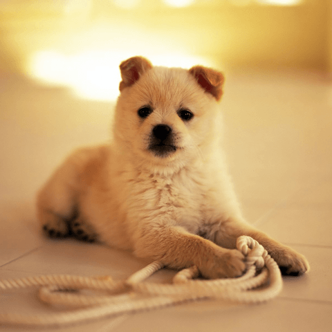 愛犬の分離不安を改善するには？対処法まとめ
