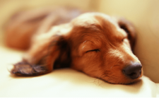 愛犬のノミダニ対処法と病状解説します