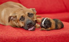 ä»°åãã«ãªãç¬ã®æ°æã¡ã¨æ³¨æãã¹ãç¹