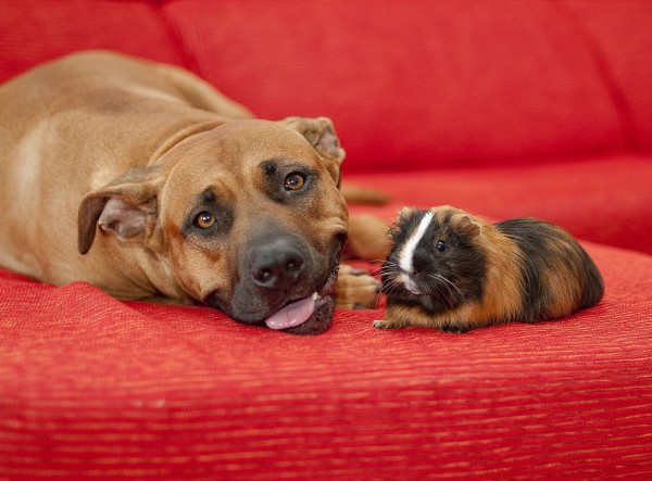 仰向けになる犬の気持ちと注意すべき点