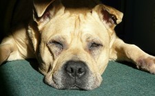 エサを食べない老犬に、流動食を用意しよう
