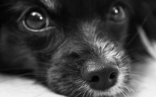 犬の鼻血　原因と対応が知りたい！！