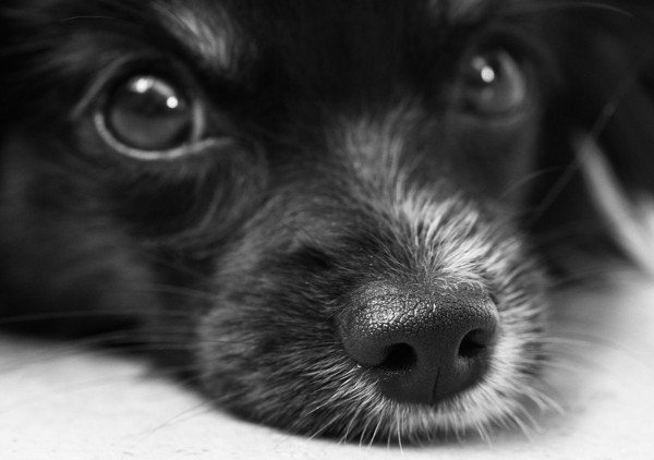 犬の鼻血は危険!今すぐ原因を確認しよう