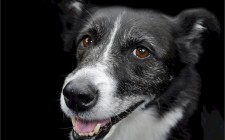 犬の退色（白髪）についてのまとめ
