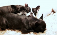 犬が体をこすりつけるのはどんな意味？