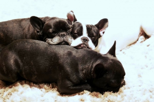 犬が体をこすりつけるのはどんな意味?