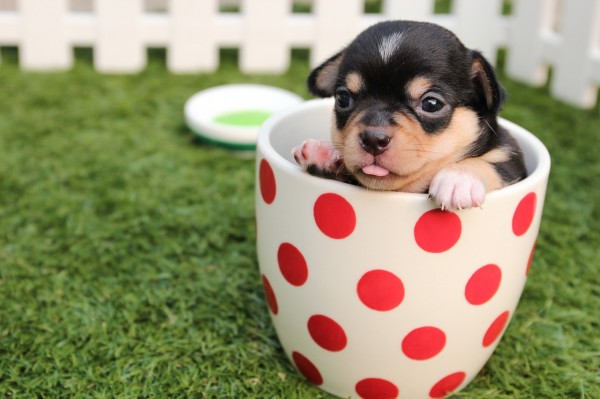 犬に牛乳を飲ませちゃダメ??調べてみました