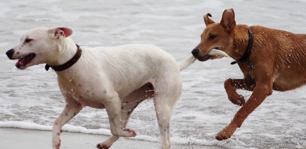犬が脱走する原因と対策のまとめ