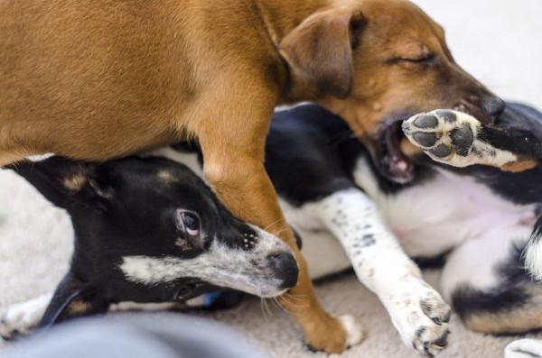 犬の喧嘩の理由と止め方、回避方法についてのまとめ