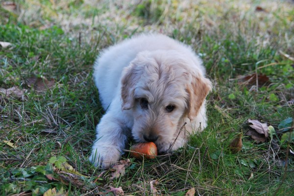 犬の拾い食い防止策