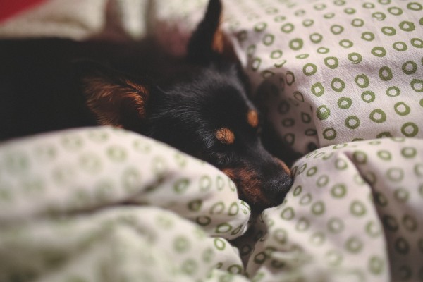 こたつ大好き犬、大丈夫なの?
