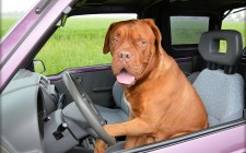 犬を車に乗せるには？【ドライブ入門】