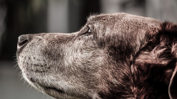 dog_muzzle_profile_106261_1600x900