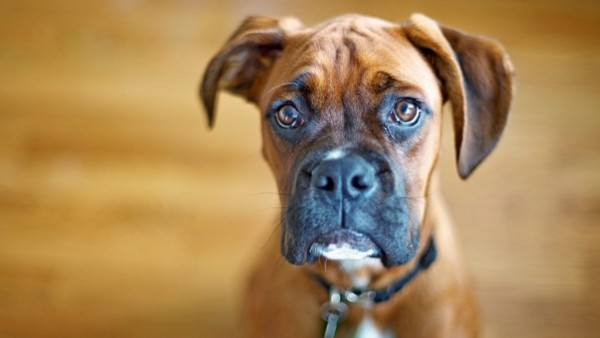 dog_muzzle_eyes_big_89785_602x339