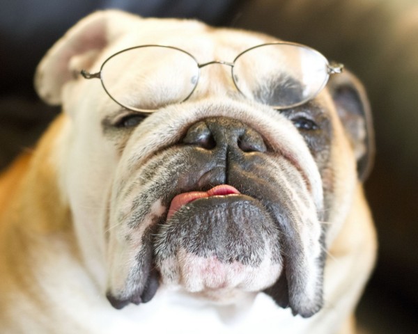 dogs_glasses_bulldog_face_thick_85965_1280x1024