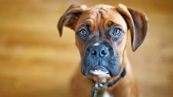 dog_muzzle_eyes_big_89785_602x339
