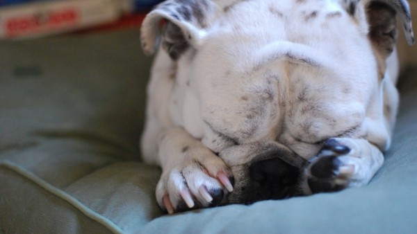 bulldog_puppy_dog_muzzle_paws_96454_602x339