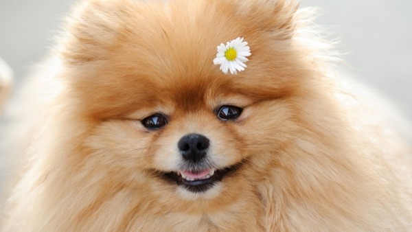 dog_flower_fluffy_muzzle_cute_40174_602x339