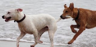 dogs-708354_1280-2.jpg