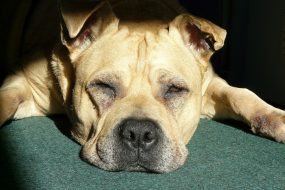 lazy-dog-317973_1280-2.jpg