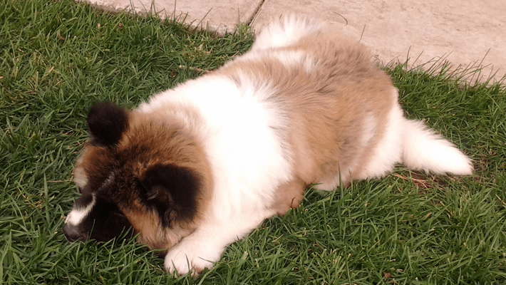 枝豆を犬に食べさせても本当に大丈夫？