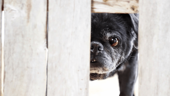 迷い犬を保護したら？ 拡散、連絡先、取るべき行動まとめ