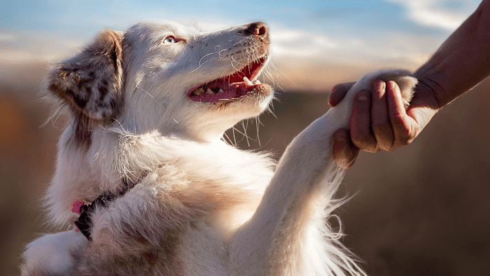犬の毛の生え替え変わりの時期に飼い主ができる事
