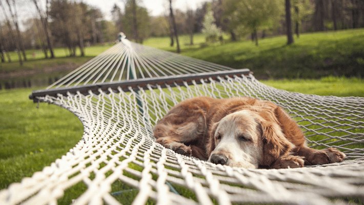 犬と一緒に寝るのは実は良くない？ おやすみ事情まとめ