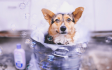 初めての子犬のシャンプーで気を付けたい事 初めての子犬のシャンプーで気を付けたい事