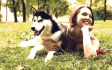犬の順位付け行動がわかるまとめ 犬の順位付け行動がわかるまとめ